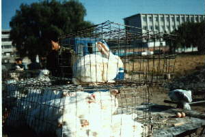 Live rabbits and chickens at the Beijing market